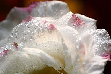 《哆啦A梦 大雄的牧场物语2》新CM公开 11月2日正式发售