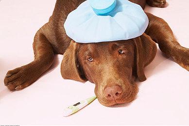 《电锯甜心RePOP》免费更新将于2月初上线 添加照片模式